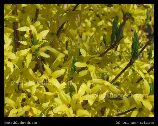 Wall of Forsythia - Somerville MA