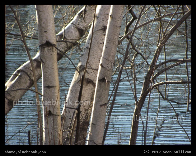 Birch Trees, Water Ripples - Alongside the Muddy River between the Fenway and Longwood districts, Boston MA