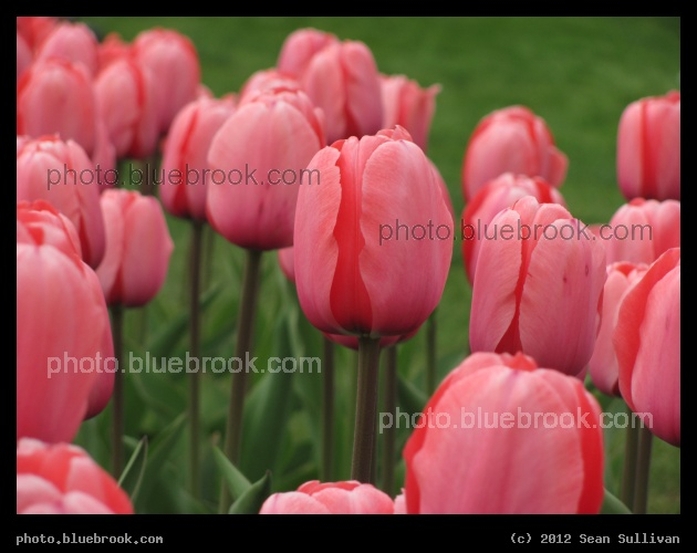 April Tulips - Public Garden, Boston MA