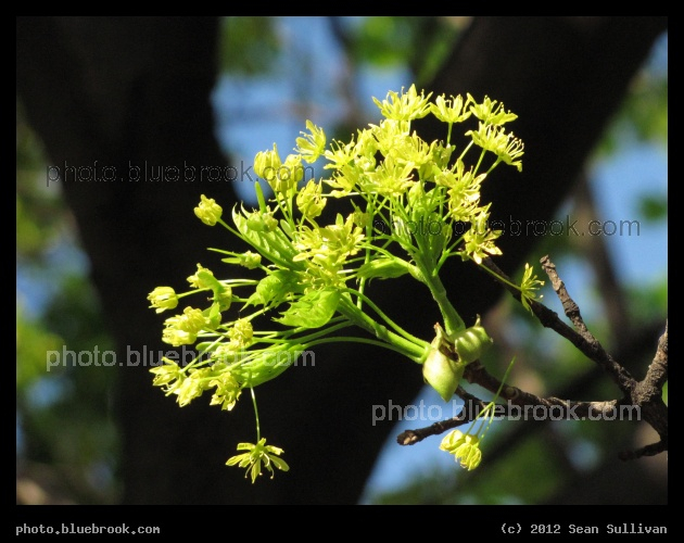 Early Tree Flowers - Somerville MA