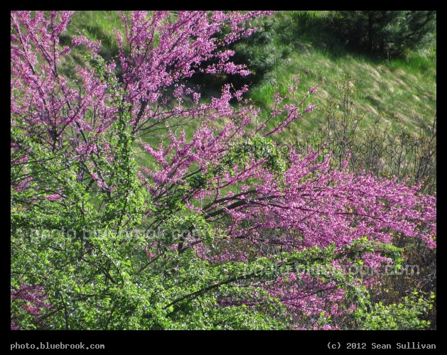 Pink and Green - Spring blossoms on a windy day, beside the Grafton MBTA commuter rail train station, Grafton MA