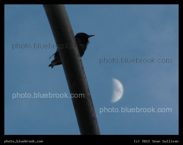Starling and the Moon - Somerville MA
