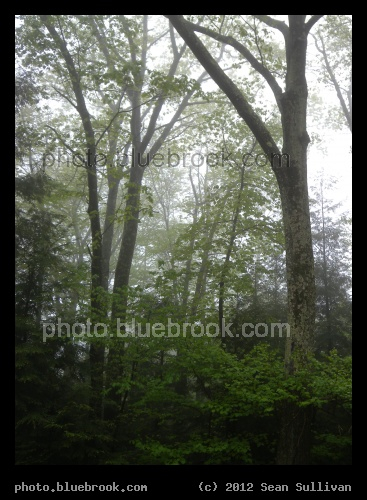 Trees in a Misty Forest - Shutesbury, MA