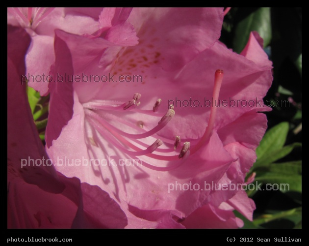 Detail of a Pink Flower - Somerville, MA