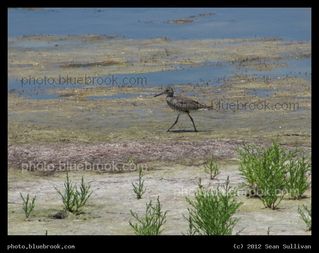 Sand Walk - Mosquito Lagoon, Merritt Island National Wildlife Refuge, FL