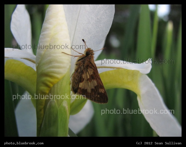 Moth on an Iris - Amherst MA