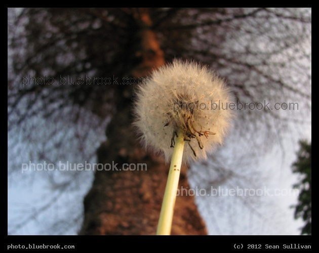 Height Difference - Dandelion seeds beneath a tree, Amherst MA