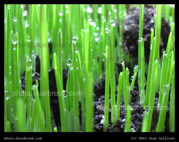 Waterdrops atop Grasses - From an indoor garden, western Massachusetts
