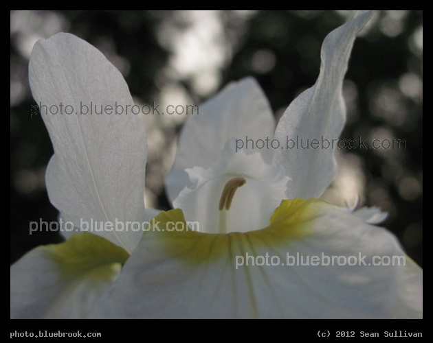 Floral Palace - An iris near sunset, Amherst MA