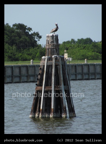 Pillar Pelican - In the water beside the Kennedy Space Center press site, Cape Canaveral FL.   The small sign right of the pillar is an access status warning light for the road leading to the space shuttle launch pads.