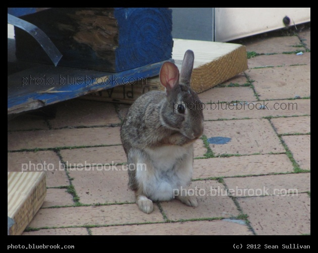 Tough Bunny - Beside the Stata Center, Massachusetts Institute of Technology, Cambridge MA