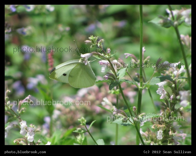 Butterfly in the Garden - Arlington, MA