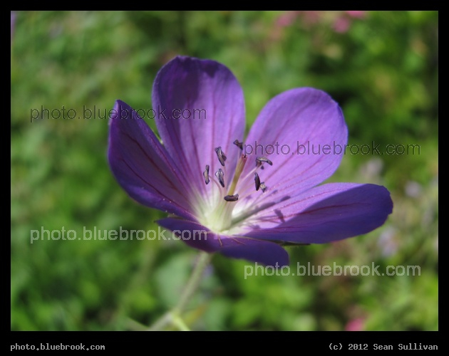 Vibrant Violet Flower - Arlington, MA