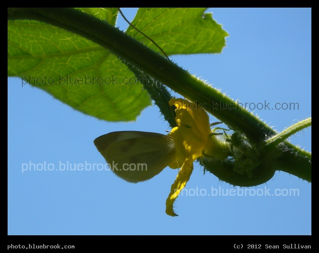 Butterfly on a Vine - Shutesbury, MA