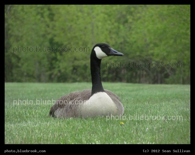 Lawn Goose - Everett, MA