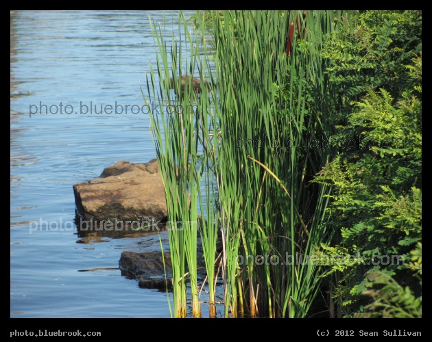 Cattails by the River - Charles River, Allston MA