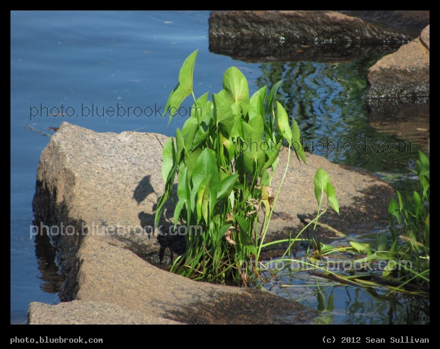 Natures Planter - Plants in a sheltered nook near the shore of the Charles River, Allston MA