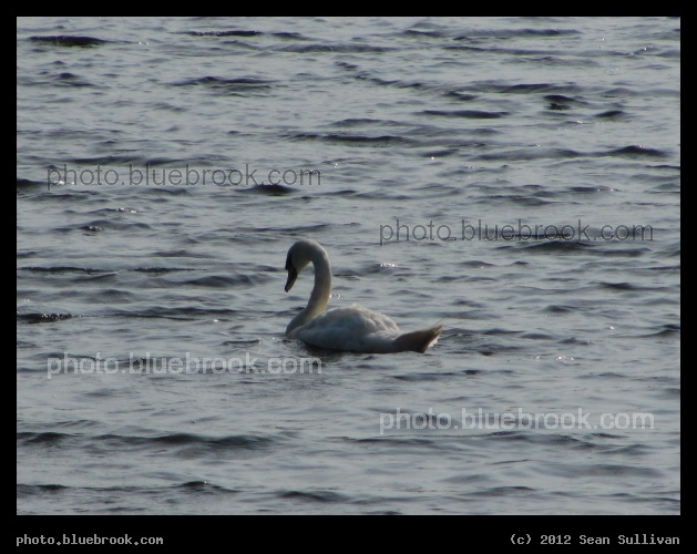 Swan on the Charles - Charles River, Waltham MA