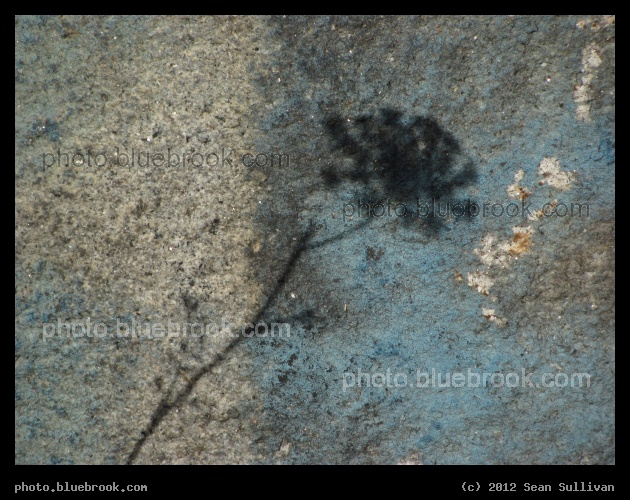 Shadow of a Lacy Flower - On a retaining wall along the Nashua River Rail Trail, Ayer MA