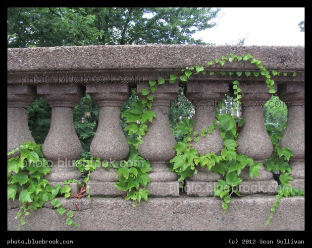 Ivy and Columns - On a bridge, Winchester MA