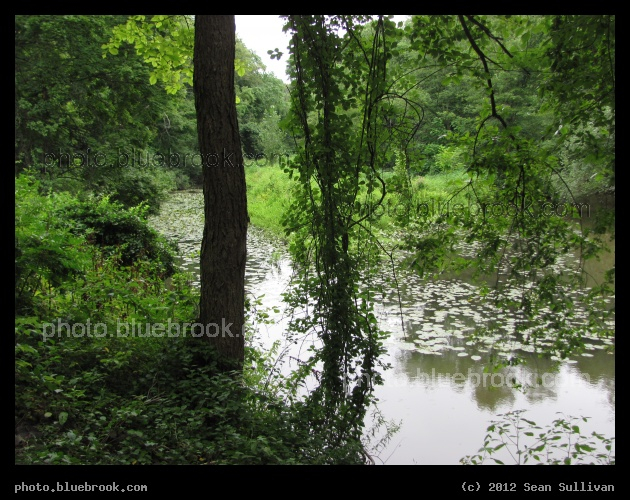 Wedgemere Greenery - The Aberjona River viewed from the MBTA Wedgemere commuter rail station, Winchester MA