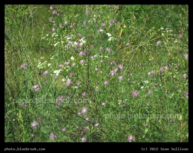 Kendal Green Wildflowers - A view from an MBTA commuter rail train passing through Kendal Green station, Weston MA