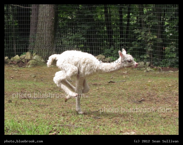 Balancing in Motion - A baby alpaca, <a href=