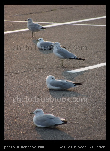 Five Seagulls - In a parking lot, Everett MA