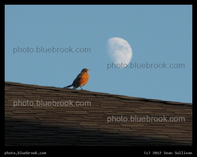Robin and the Moon - Above a rooftop, Somerville MA