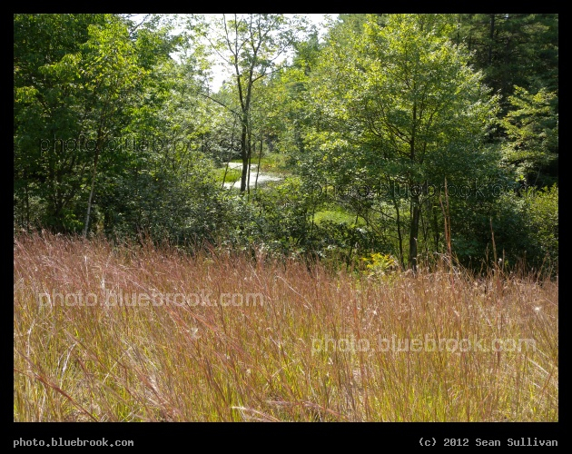 Grasses and Trees - Along US-4, Grafton NH