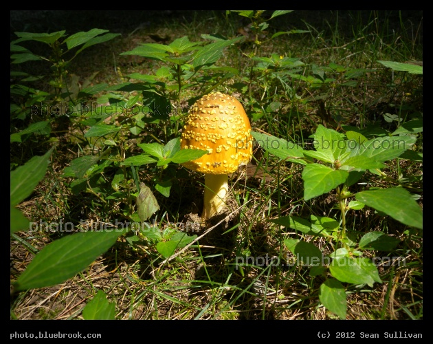 Golden Mushroom - Grafton, MA