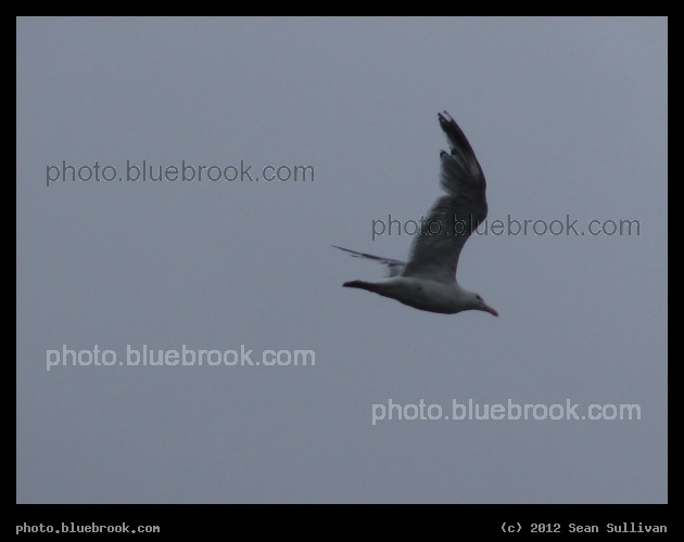 Storm Flight - A seagull flying during tropical storm Irene (2011), Somerville MA