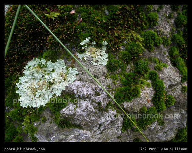 Tiny Moss Garden - Grafton, MA