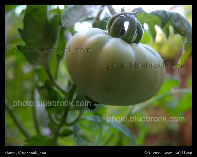 Unripe Tomato - Somerville, MA