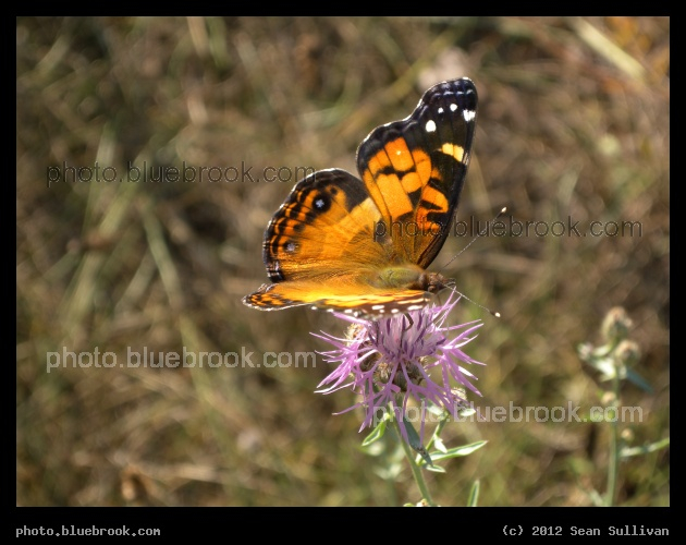 Orange Butterfly, Purple Flower - Painted Lady butterfly on purple flowers, near Natick MA