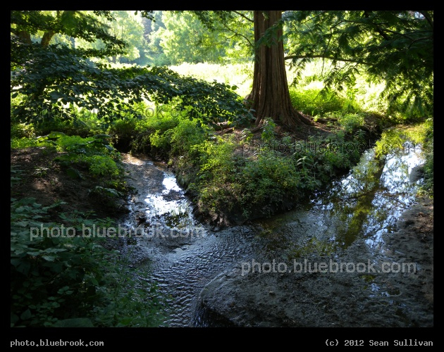 Stream at the Arboretum - Jamaica Plain, MA