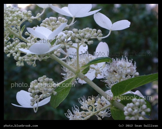 Detail of a Flowering Shrub - Somerville MA