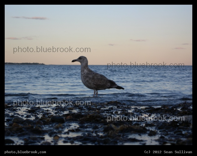 Seagull at the Oceans Edge - Revere Beach, MA