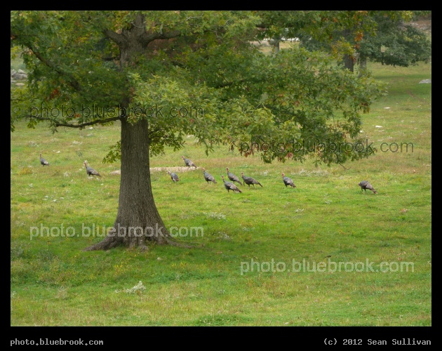 Lawn Turkeys - Grafton, MA