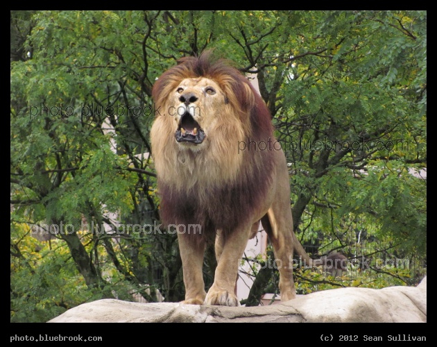 Roar - Lion, Franklin Park Zoo, Boston MA