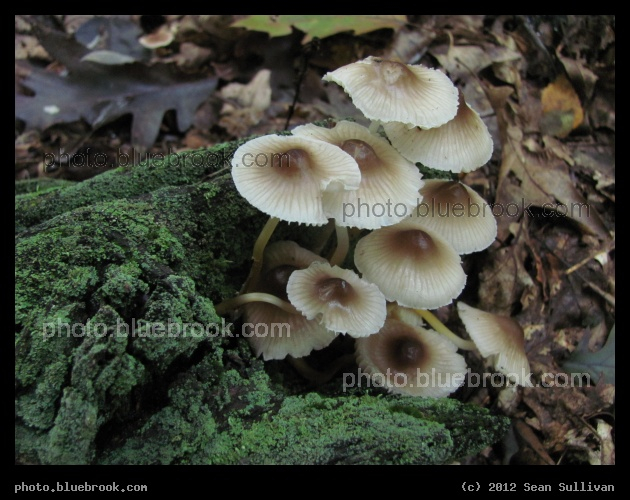 Mushroom Cluster - Middlesex Fells Reservation, Melrose MA