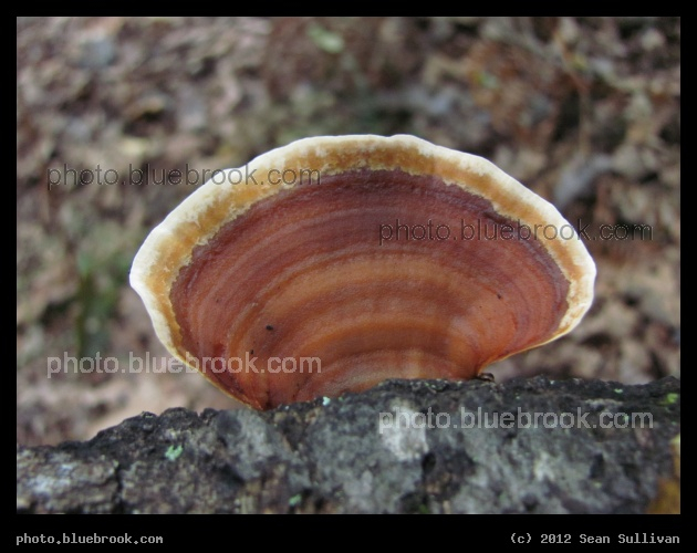 Not a Shell - Bracket fungus, Middlesex Fells Reservation, Melrose MA