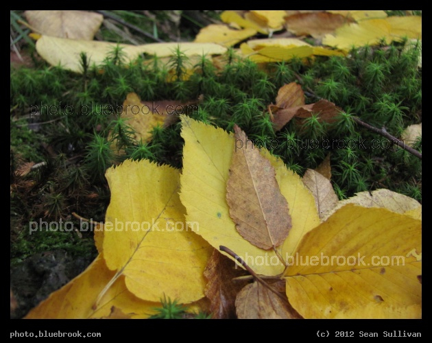 Golden Leaves on Moss - Middlesex Fells Reservation, Melrose MA