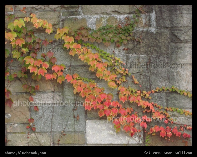 Wave of Autumn Vines - MA Route 9, Newton MA