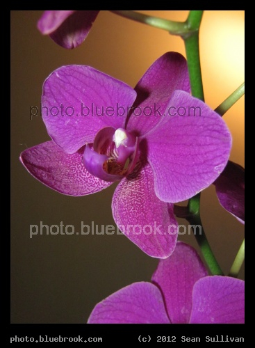 Fuscia Orchid - Somerville, MA