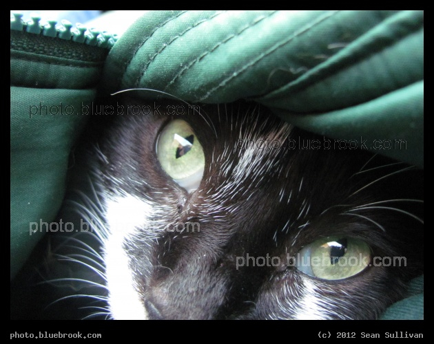 Cat in a Coat - 