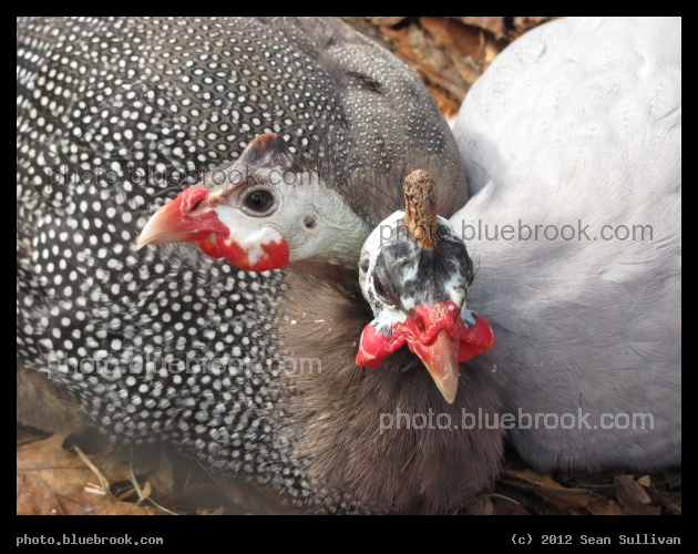 Snuggling Guinea Hens - Grafton, MA