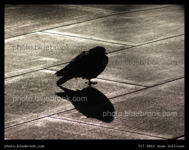 Pigeon and Shadow - On the platform at MBTA Sullivan Square station, Charlestown MA