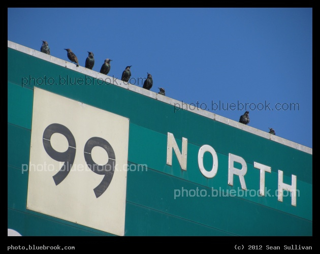 99 North - Starlings perched atop a highway sign on the Gilmore Bridge, Cambridge MA