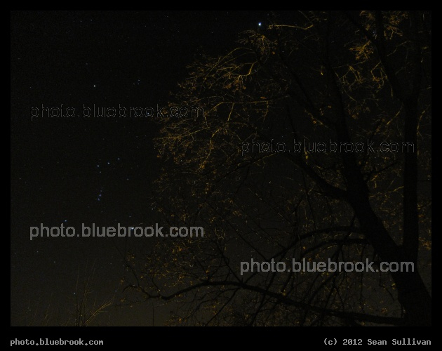 Orion and Winter Trees - Orion (left) and Jupiter (above), Ware MA